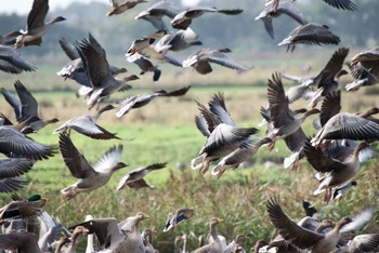 A Winter&#8217;s day wildfowling on the Solway
