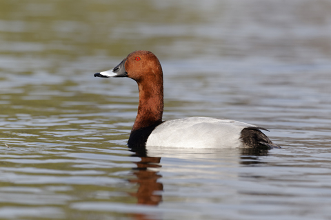 Pochard duck 