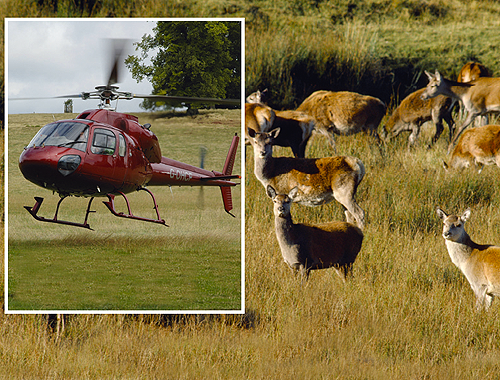 Police in helicopter deer cull controversy