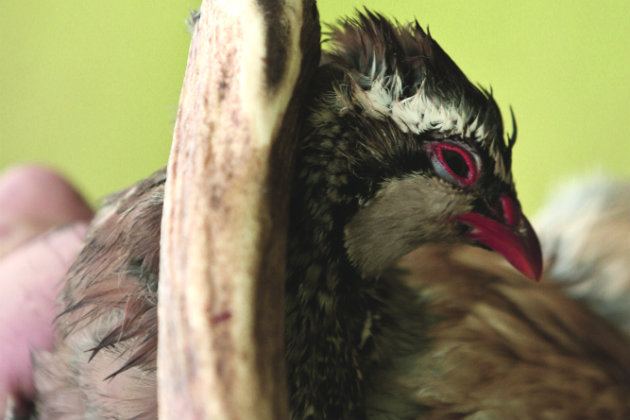 Despatching injured bird