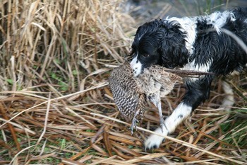 Has training damaged my gun dog?