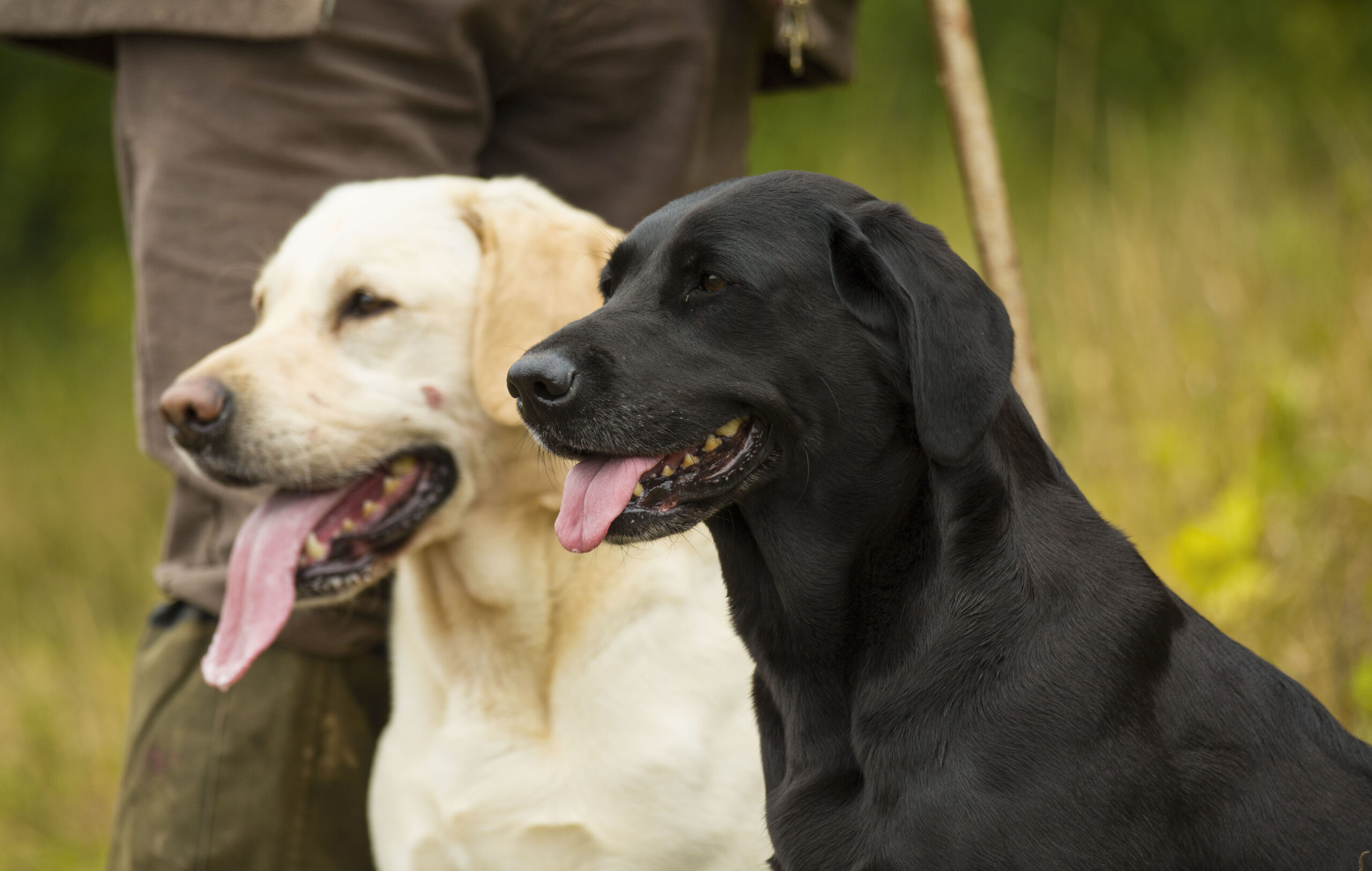 Professional gundog trainers and amateur gundog trainers