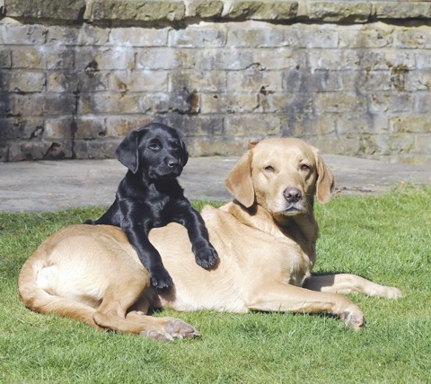 Can you find good homes for gun dog pups?