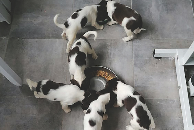 springer spaniel puppies 