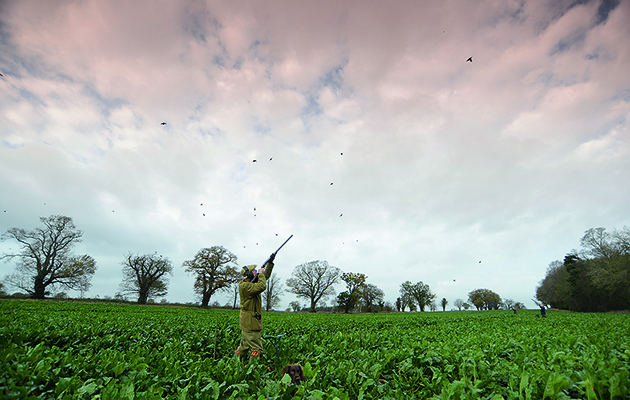 partridge shoots