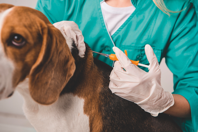 dog having injection 
