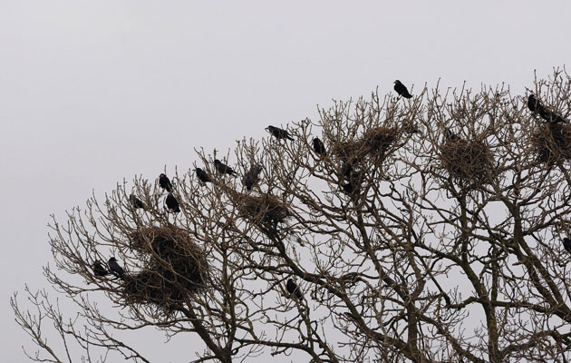 How bad are rooks for game birds?