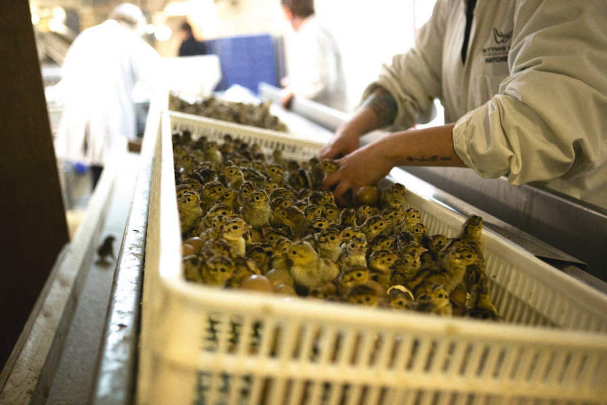 RSPB calls again for moratorium on gamebird releases