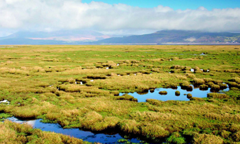 RSPB seeks wildfowling &#13;
ban in Wigtown Bay