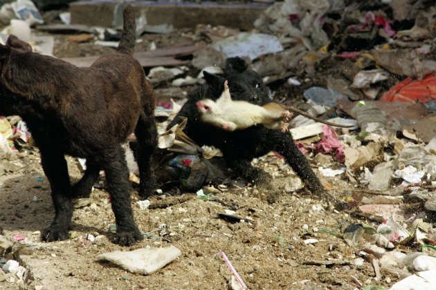 Patterdale terrier catching rat