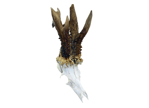 Record Roe Deer head taken by deer stalker in Scotland