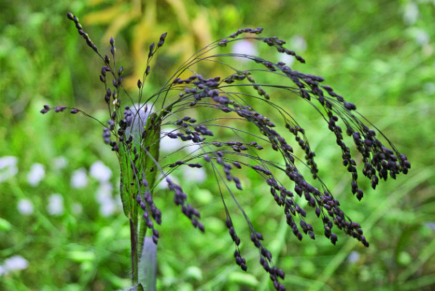 Red millet