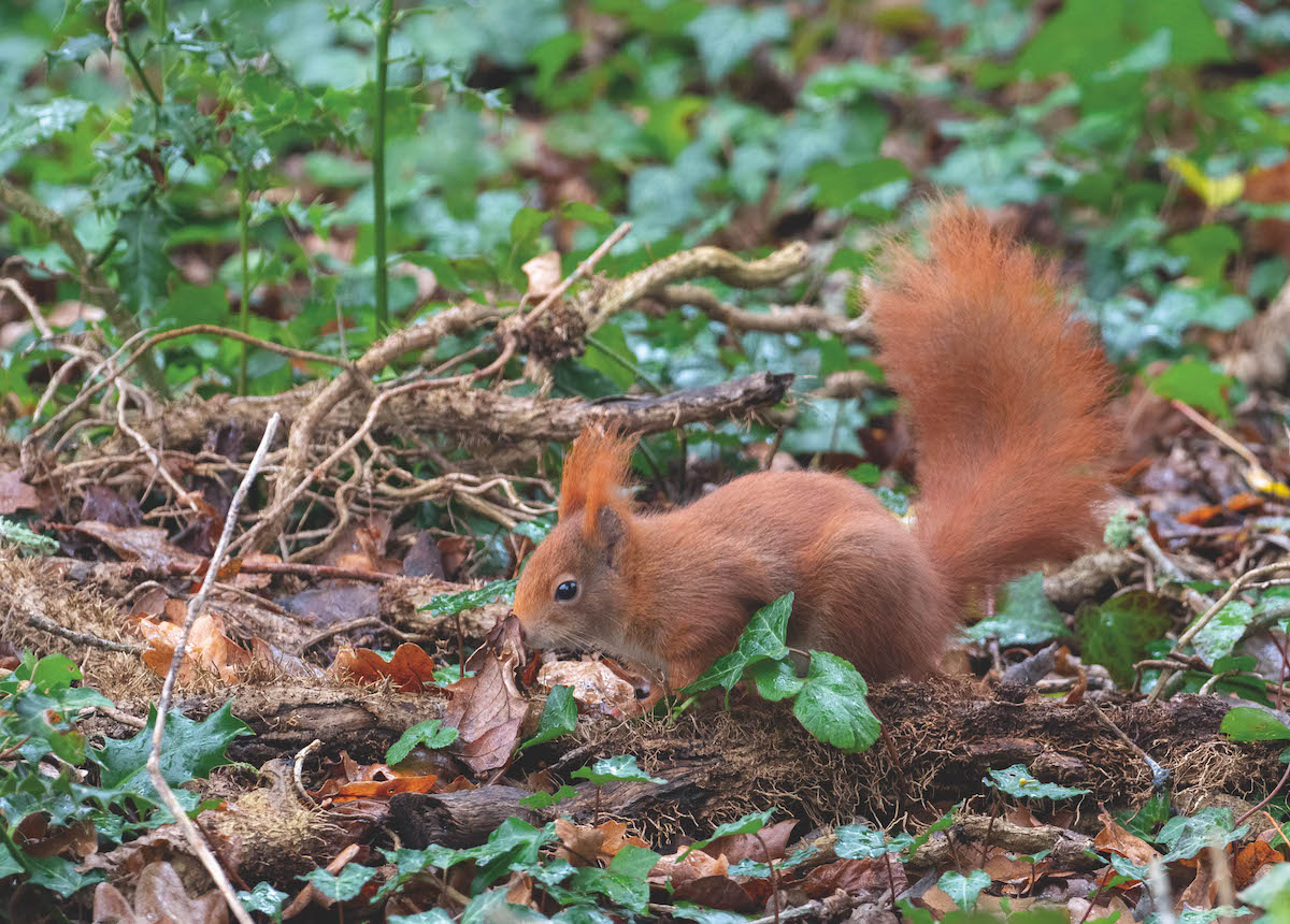 red squirrel