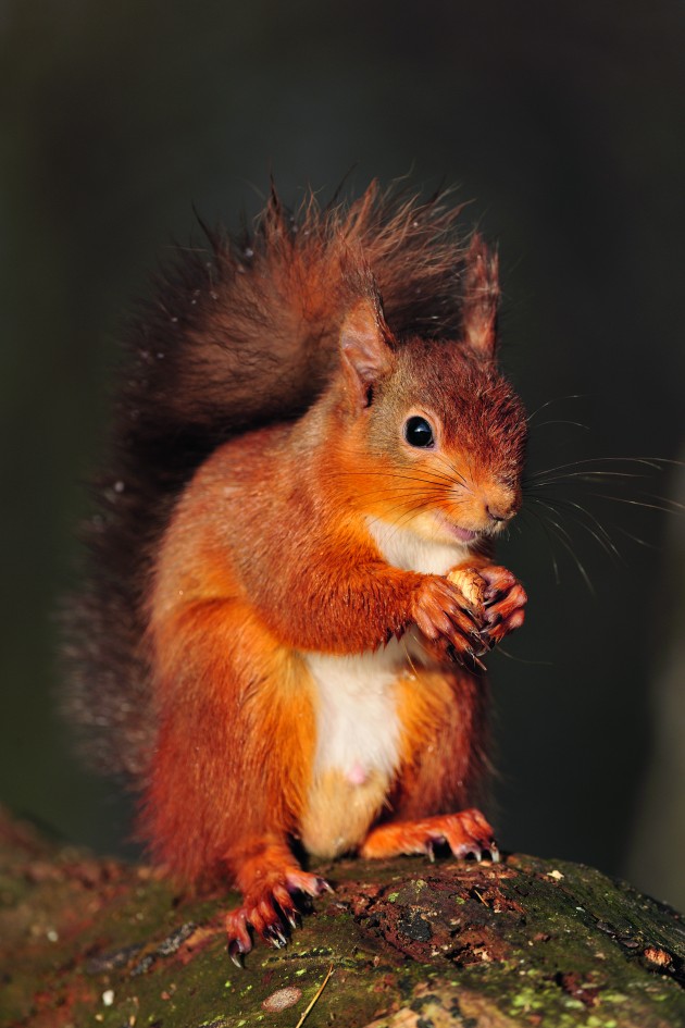 What is the future of the red squirrel?