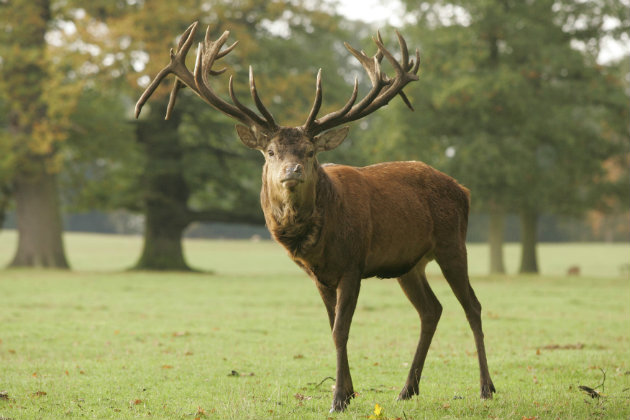 Red stag