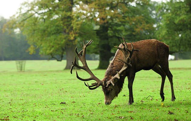 Red deer
