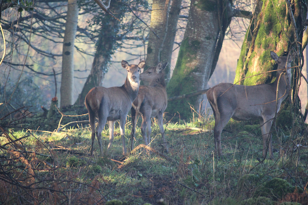 Kerry deer