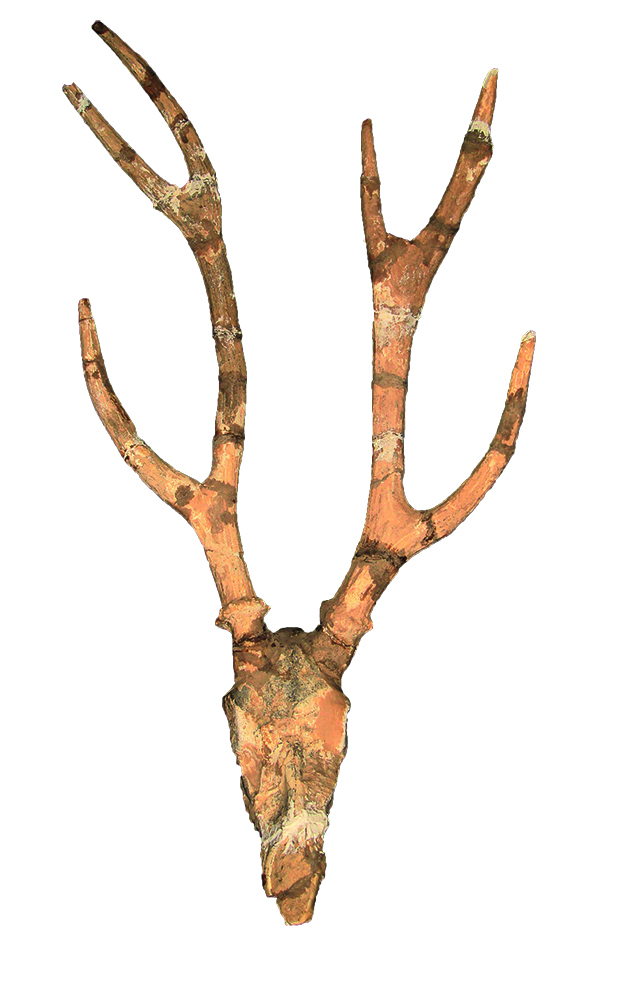 red deer