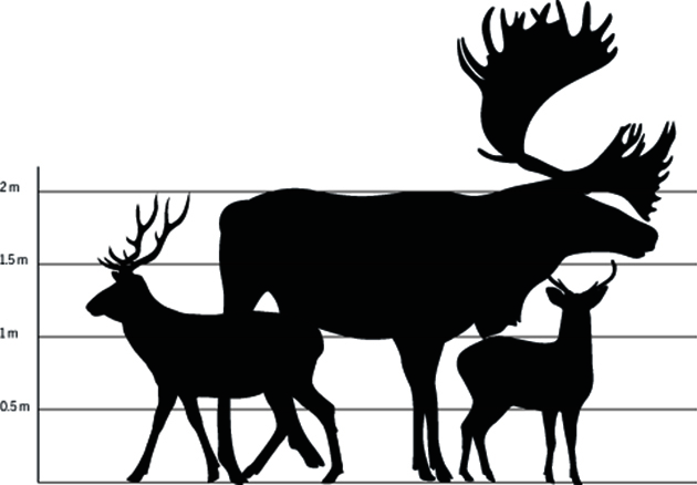 Red deer