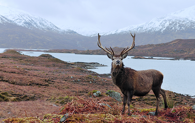 In praise of the Scottish red deer