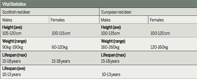 Red deer 