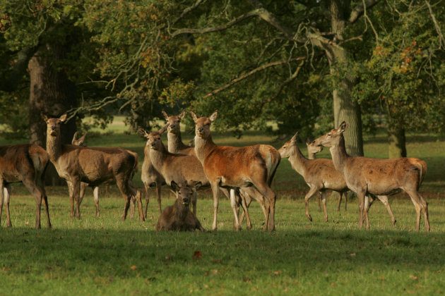 Red deer hinds