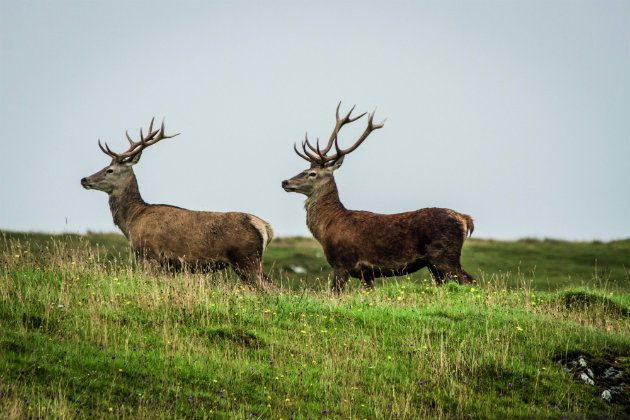 Stag antlers