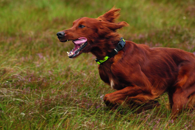 Red setter 