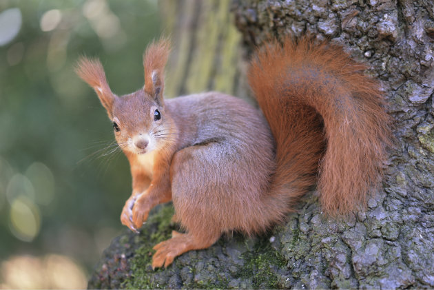 red squirrels