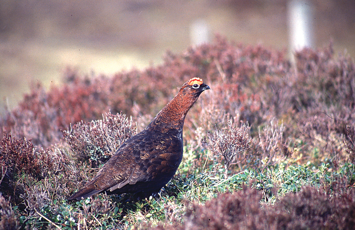 GCT course to open the debate on red grouse in Wales