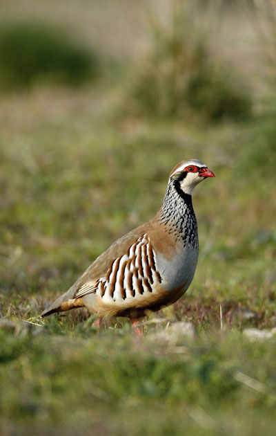 Redleg partridges from Grupo Altube