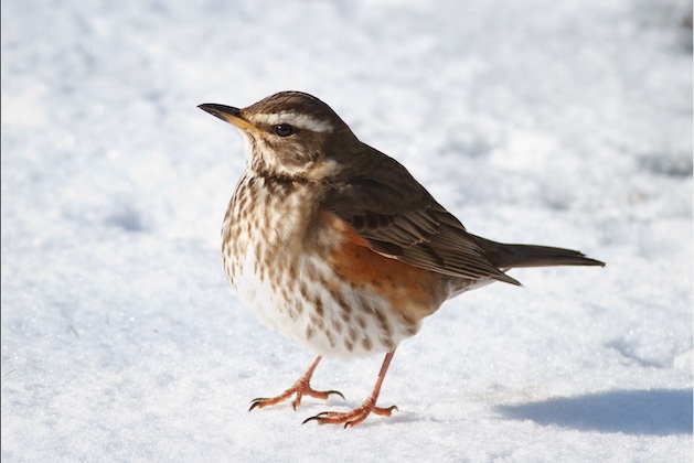 Big Farmland Bird Count back for 2021