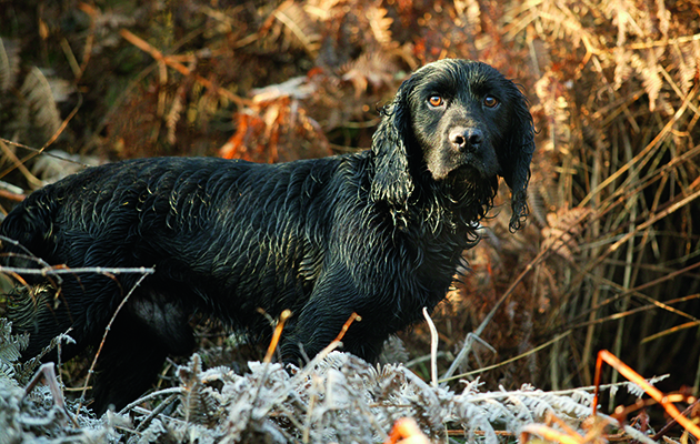 Rescue gundogs prove their sporting worth