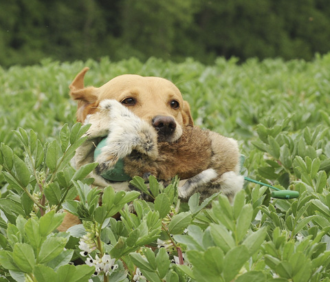 Gundog training: Working with rescue dogs
