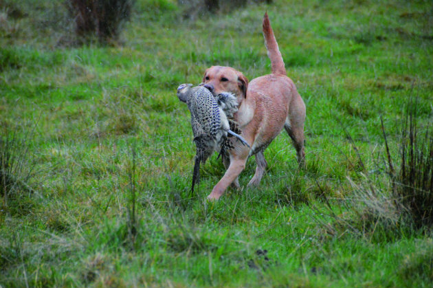 Labradors come home for the 2015 Retriever Championships at Buccleuch Estate