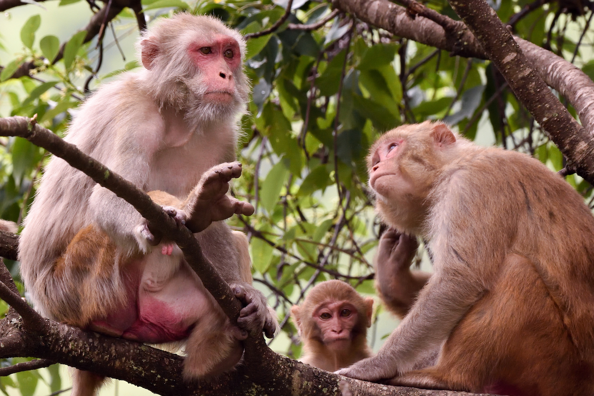 Monkey business between Sri Lanka and China put on hold