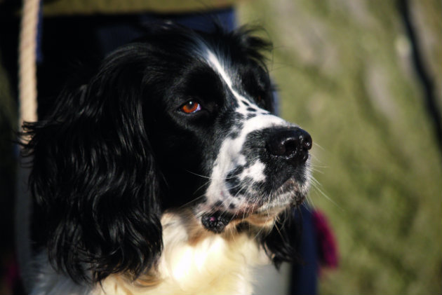 A gundog's vision is protected by three eyelids 