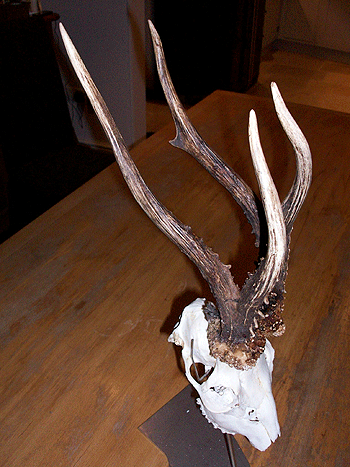 New record length roe trophy revealed