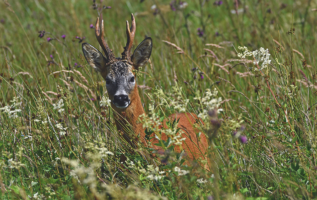 2019 Scottish Roe Review
