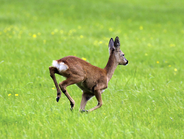 How can deer differentiate stalkers from walkers?