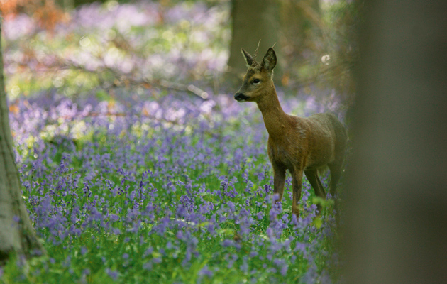 Stalking roebucks in the bluebells