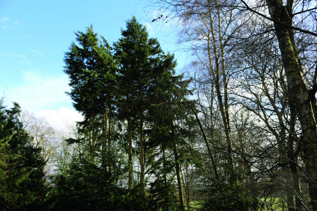 Fir wood 
