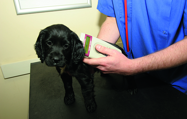 When should you call the vet?