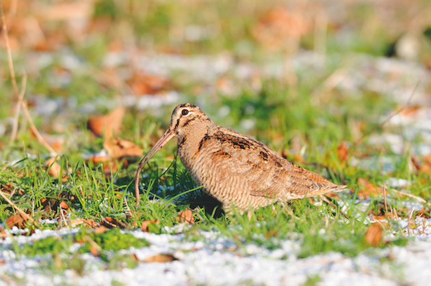 woodcock
