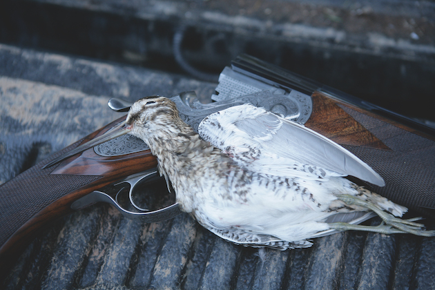 woodcock