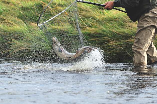 Project to save the King’s salmon river under way