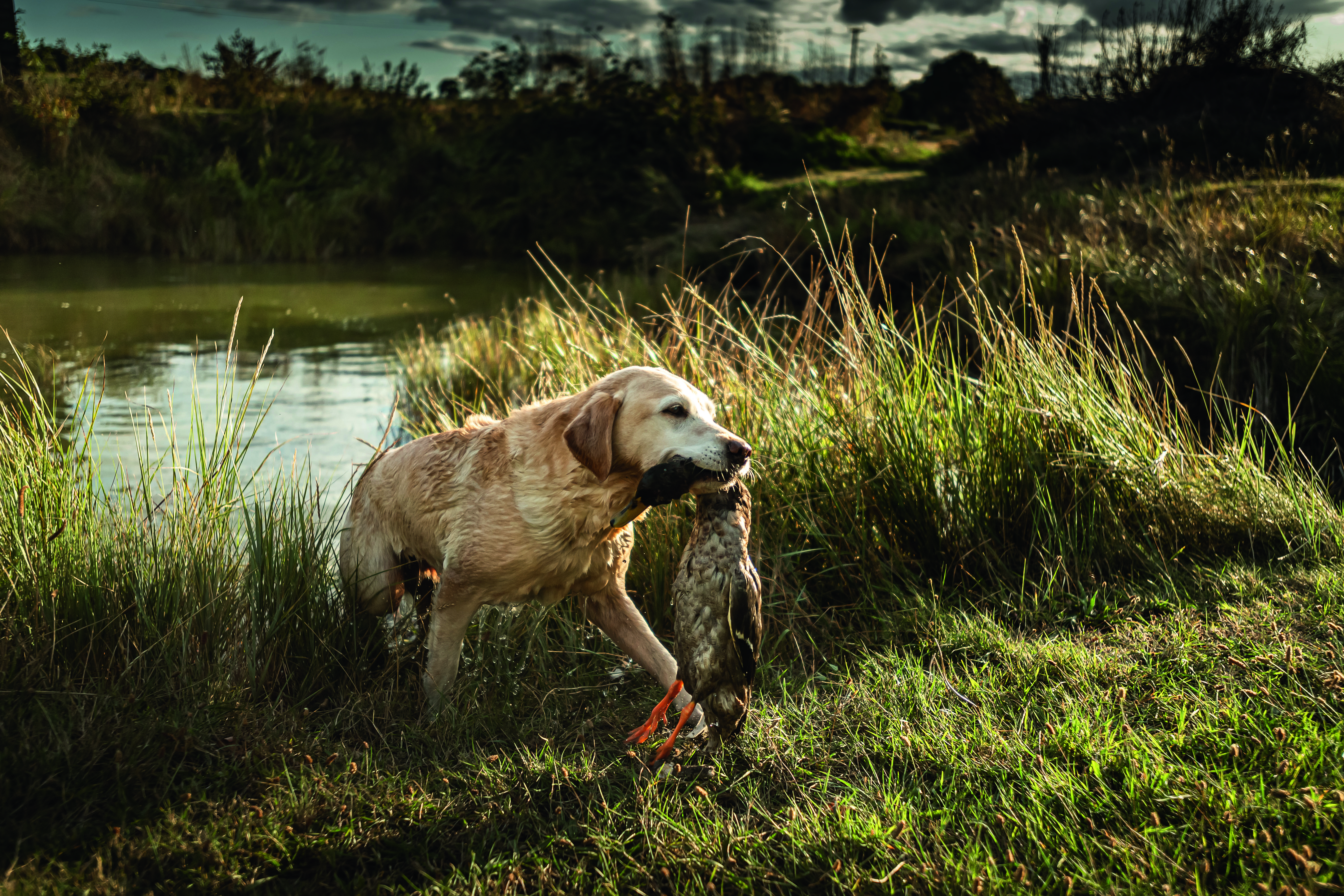 Labrador retrieving duck