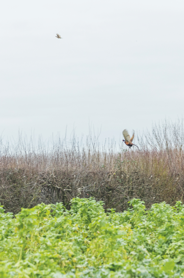 wild pheasants 