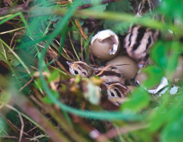 wild pheasant chicks