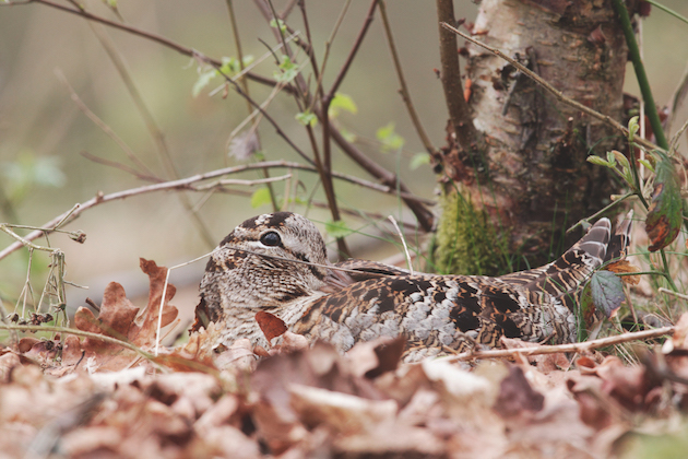 woodcock